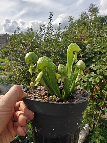 Darlingtonia californica