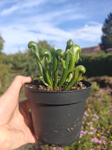 Darlingtonia californica