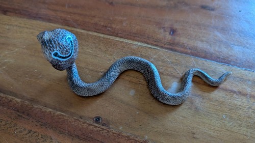 Kobra schlange spielfigur - kobra,